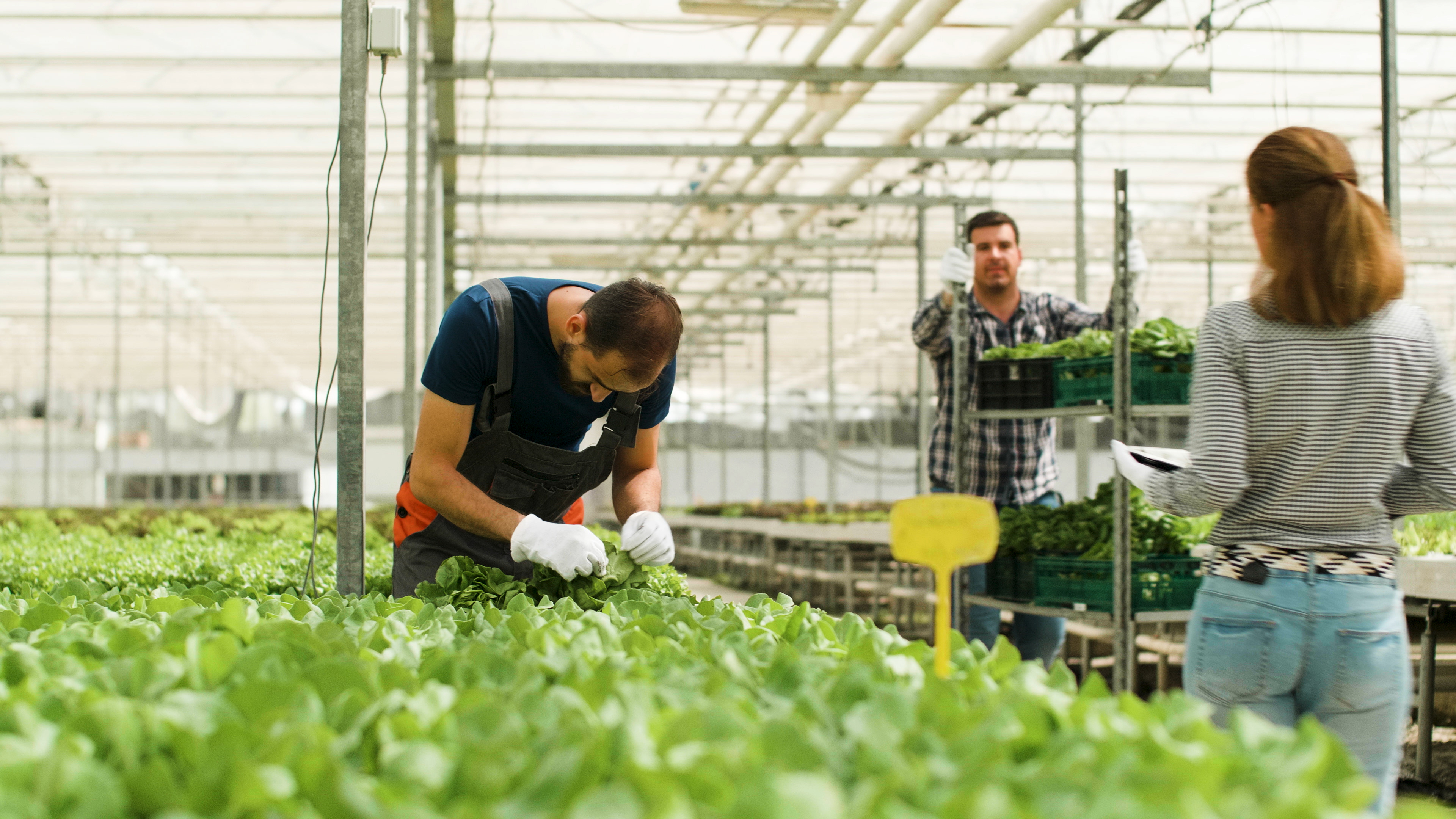 Exploring the Future of Agriculture: Innovations in Urban Farming Around the World