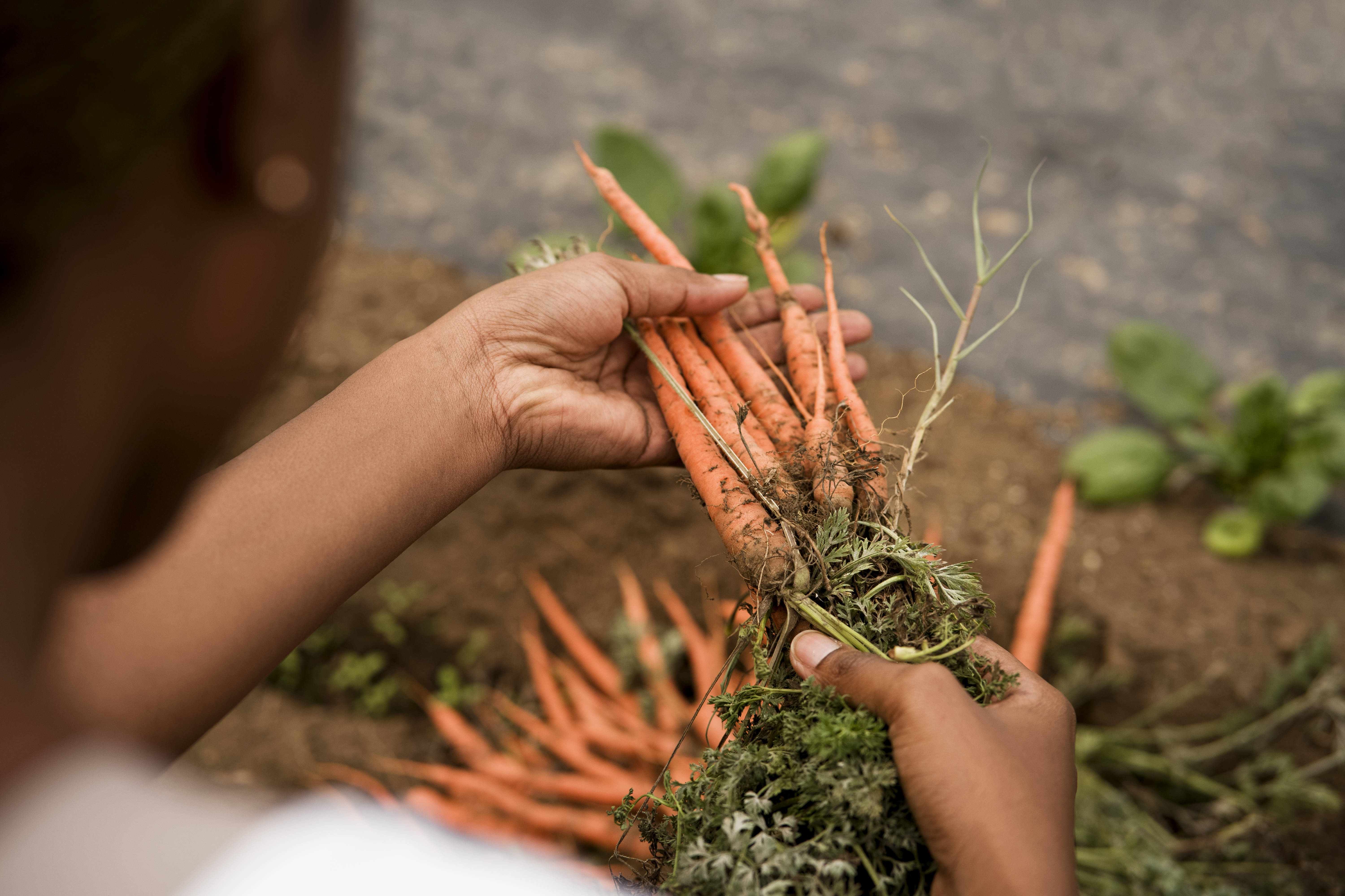 From Farm to Table: The Impact of AgTech Innovations on Agriculture in Africa